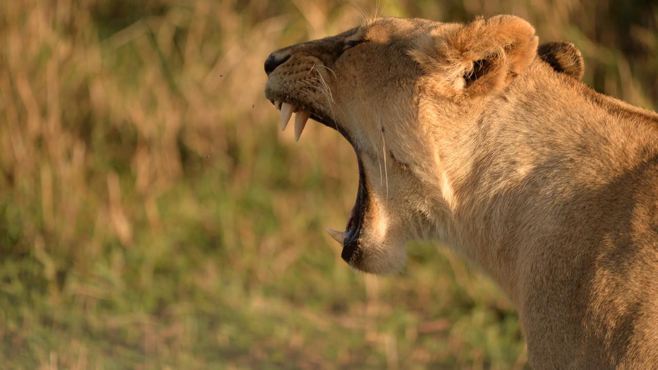 Yawning lioness in Kenyas Masai Mara