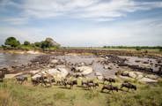 Thousands of Wildebeest cross the Serengeti 