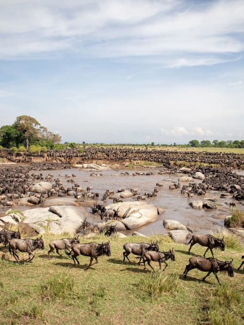 Thousands of Wildebeest cross the Serengeti 