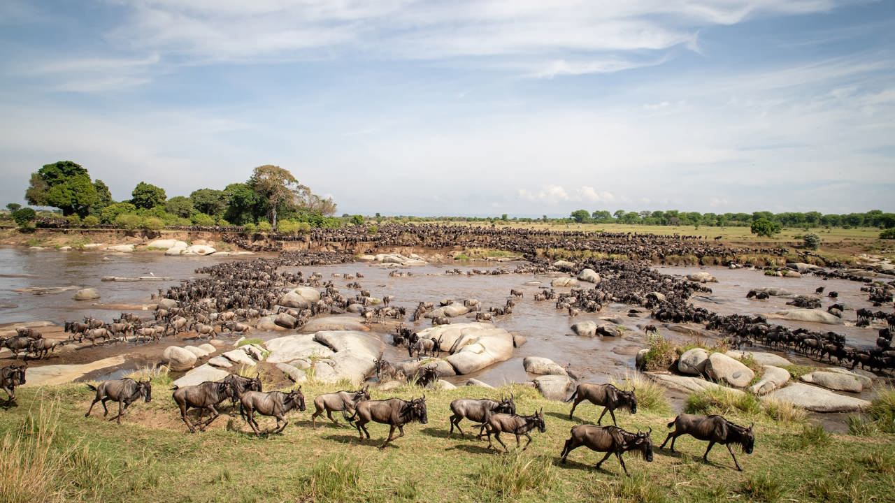 Thousands of Wildebeest cross the Serengeti 