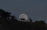 Shot of the full moon with silhouettes of people on horses