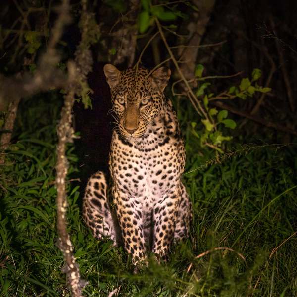 Wilderness Experiences Night Drive Wildlife Leopard