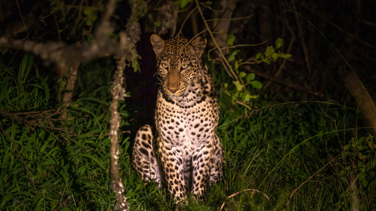 Wilderness Experiences Night Drive Wildlife Leopard