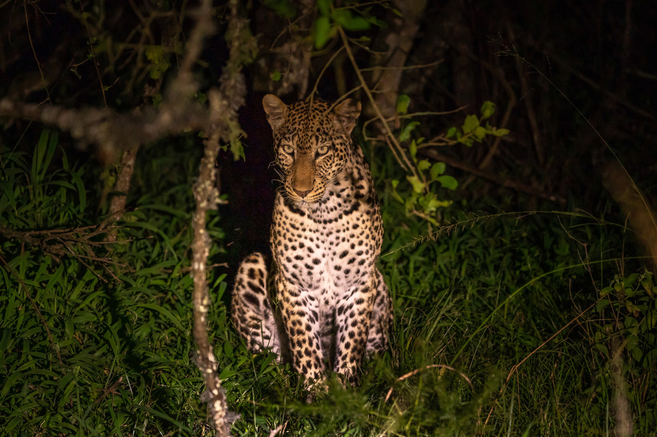 Wilderness Experiences Night Drive Wildlife Leopard