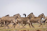Wilderness Seba Botswana Wildlife Zebra