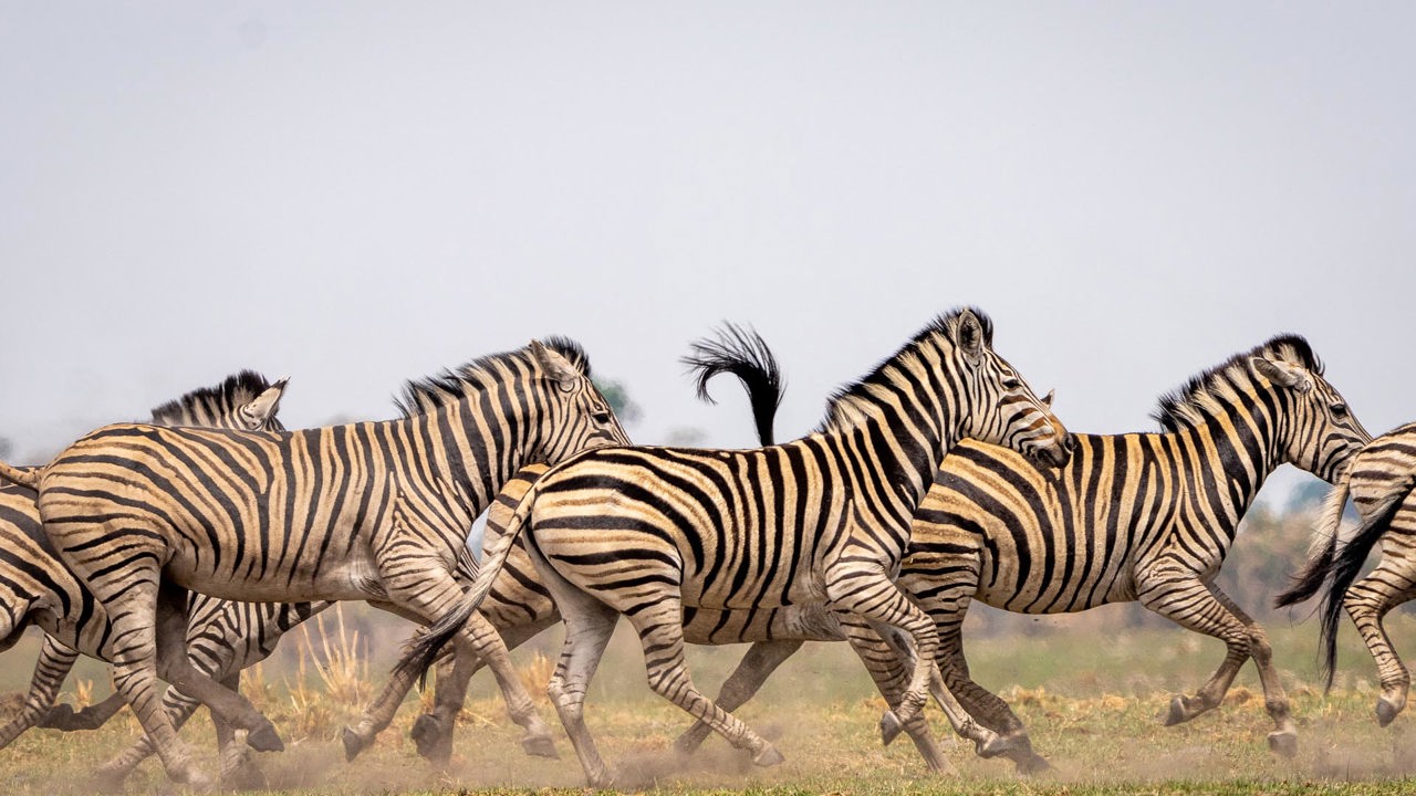 Wilderness Seba Botswana Wildlife Zebra