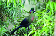 Wilderness Rwanda Wildlife Turaco