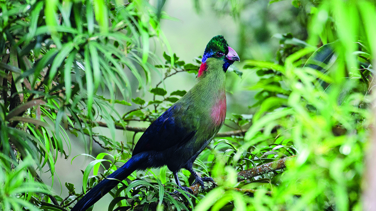 Wilderness Rwanda Wildlife Turaco