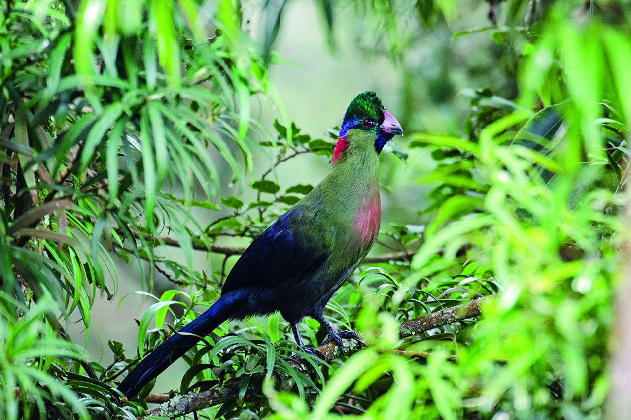 Wilderness Rwanda Wildlife Turaco