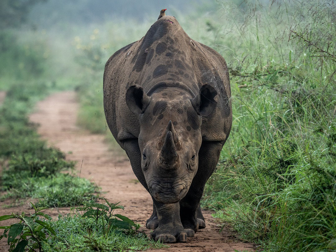 Rhino In Akagera National Park, Rwanda