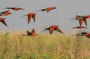 A composite image showing multiple Southern Carmine Bee-eaters in flight above green and brown riverine vegetation against a soft, light-colored sky.