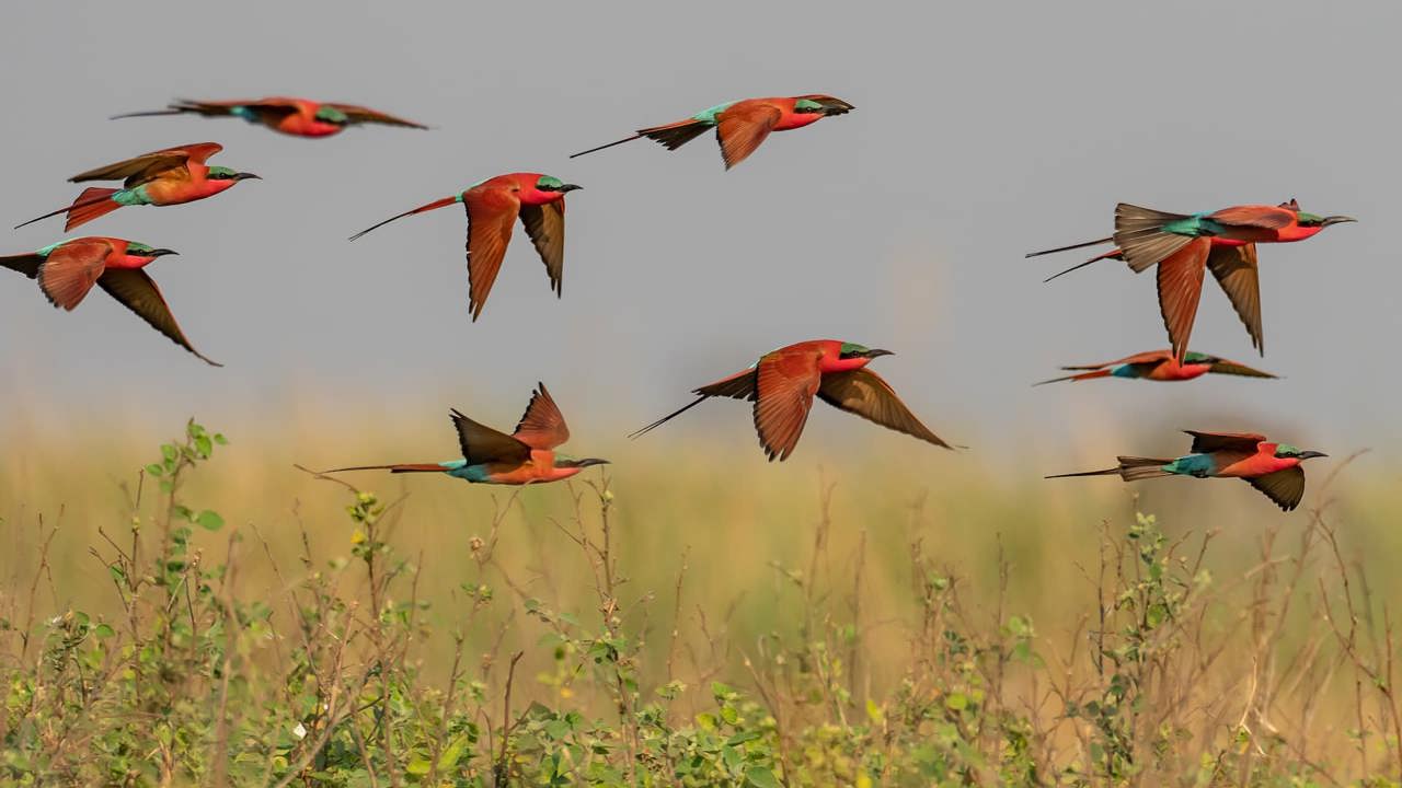 A composite image showing multiple Southern Carmine Bee-eaters in flight above green and brown riverine vegetation against a soft, light-colored sky.