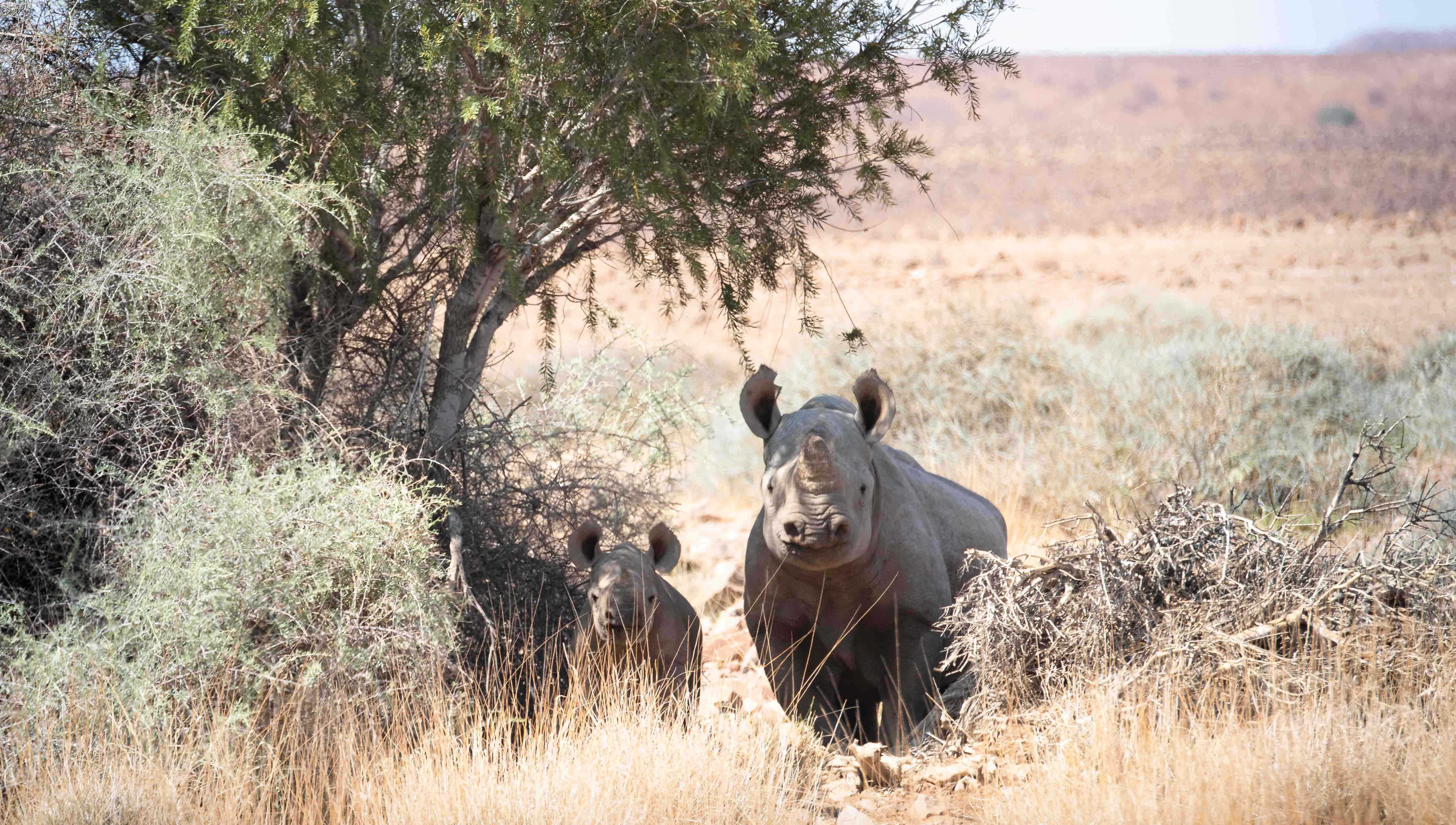 Mother rhino and calf spotted in the wilderness on safari
