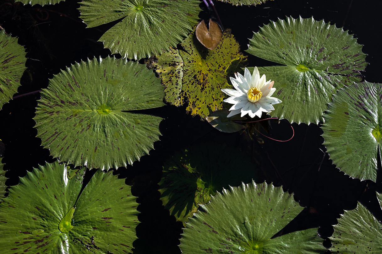 Wilderness Jacana Botswana Water Lily