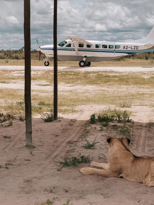 A lioness resting beneath an open-sided shelter next to a white safari plane on a dirt airstrip in the Botswana bush.