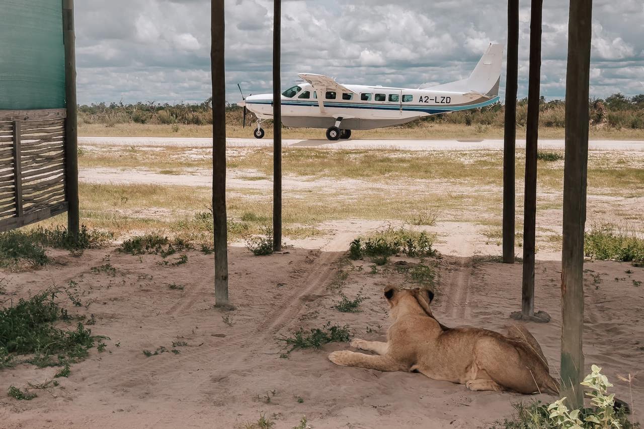 A lioness resting beneath an open-sided shelter next to a white safari plane on a dirt airstrip in the Botswana bush.