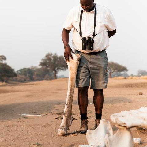 A guide stands on a plain resting an elephant bone against his hip.