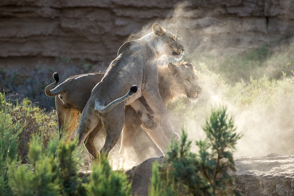 Wilderness Namibia Wildlife Desert Lions