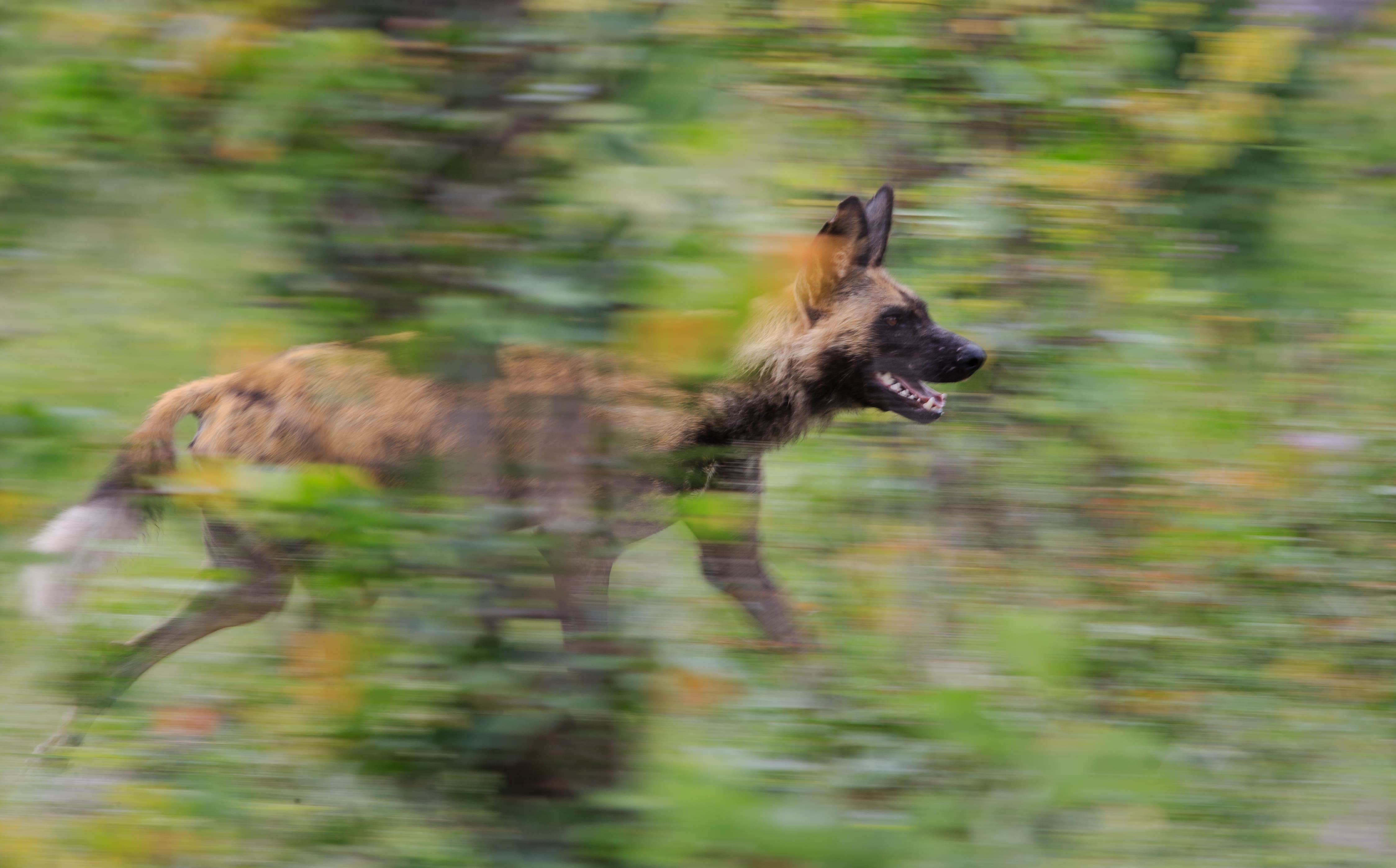 African wild dog spotted running through the bushes
