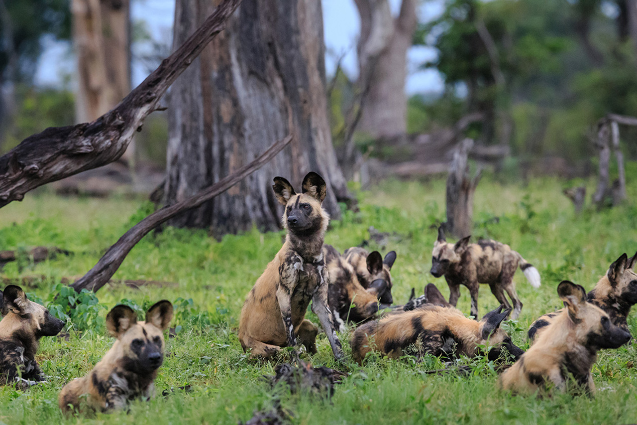 Little Vumbura Botswana Wildlife Wild Dog