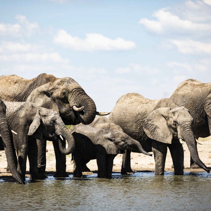 Wilderness Little Makalolo Zimbabwe Wildlife Elephants At Waterhole
