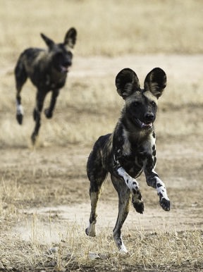 Wilderness Little Ruckomechi Zimbabwe Wildlife Wild Dog