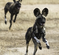 Wilderness Little Ruckomechi Zimbabwe Wildlife Wild Dog