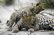 Leopard mother and cub at Wilderness Mombo
