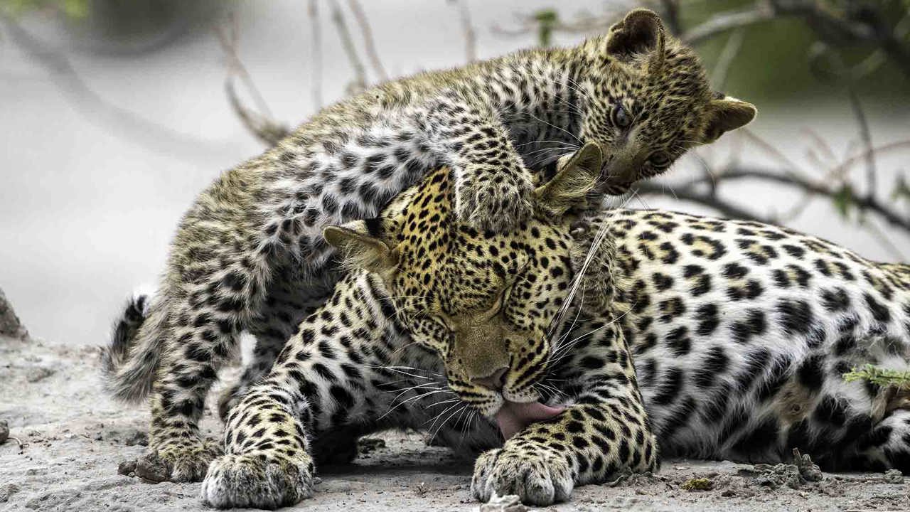 Leopard mother and cub at Wilderness Mombo