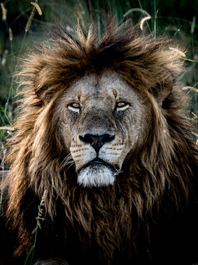 Vumbura Plains Botswana Wildlife Lion