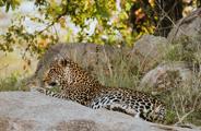 Side profile of leopard lying on a shaded rock