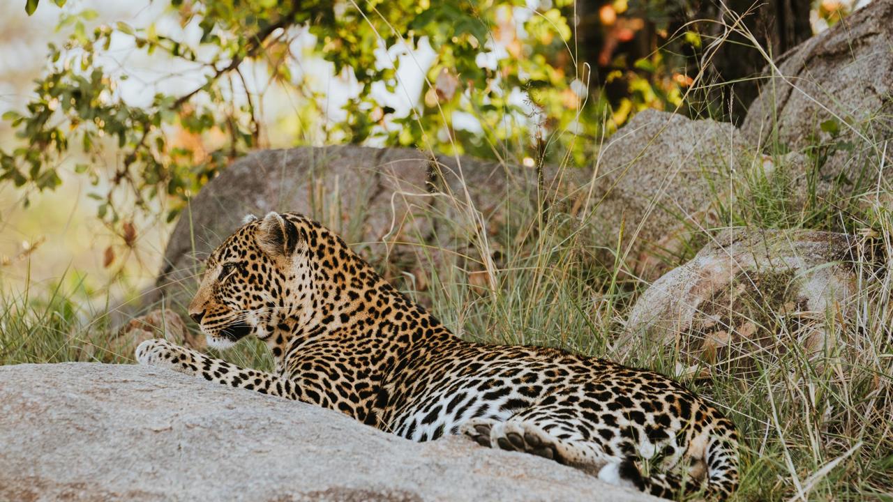 Side profile of leopard lying on a shaded rock
