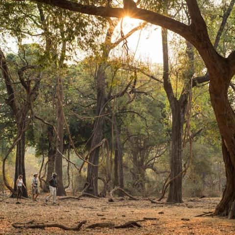 Golden light filters through tall albida forests