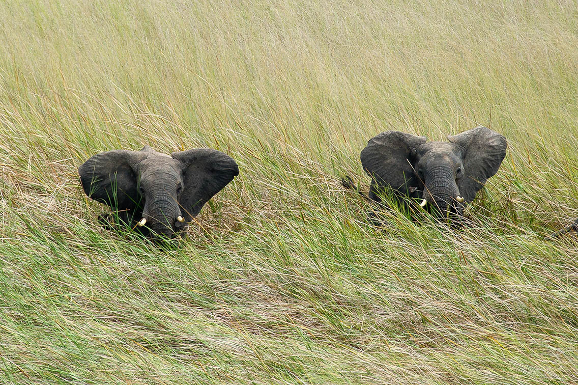 Wilderness Zambia Wildlife Elephant