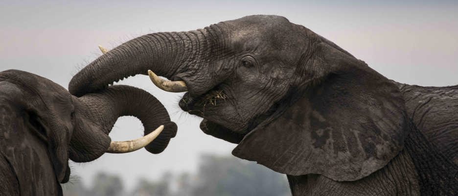 African elephants entangling their trunks iconic African safari sighting