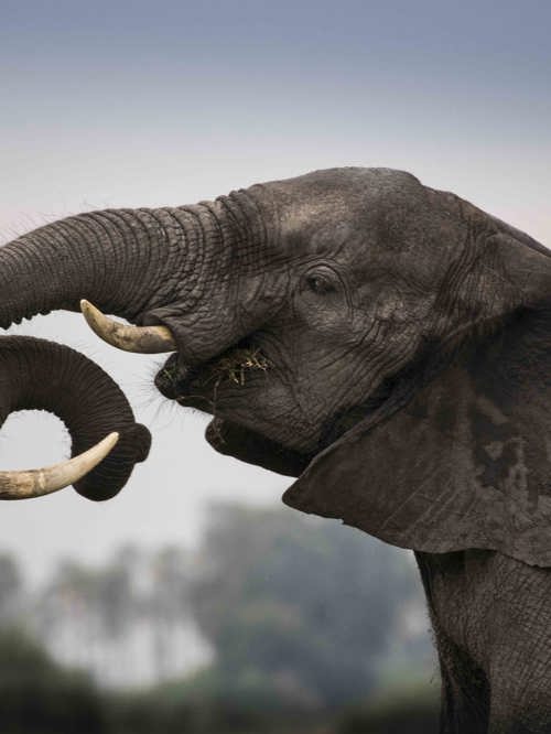 African elephants entangling their trunks iconic African safari sighting
