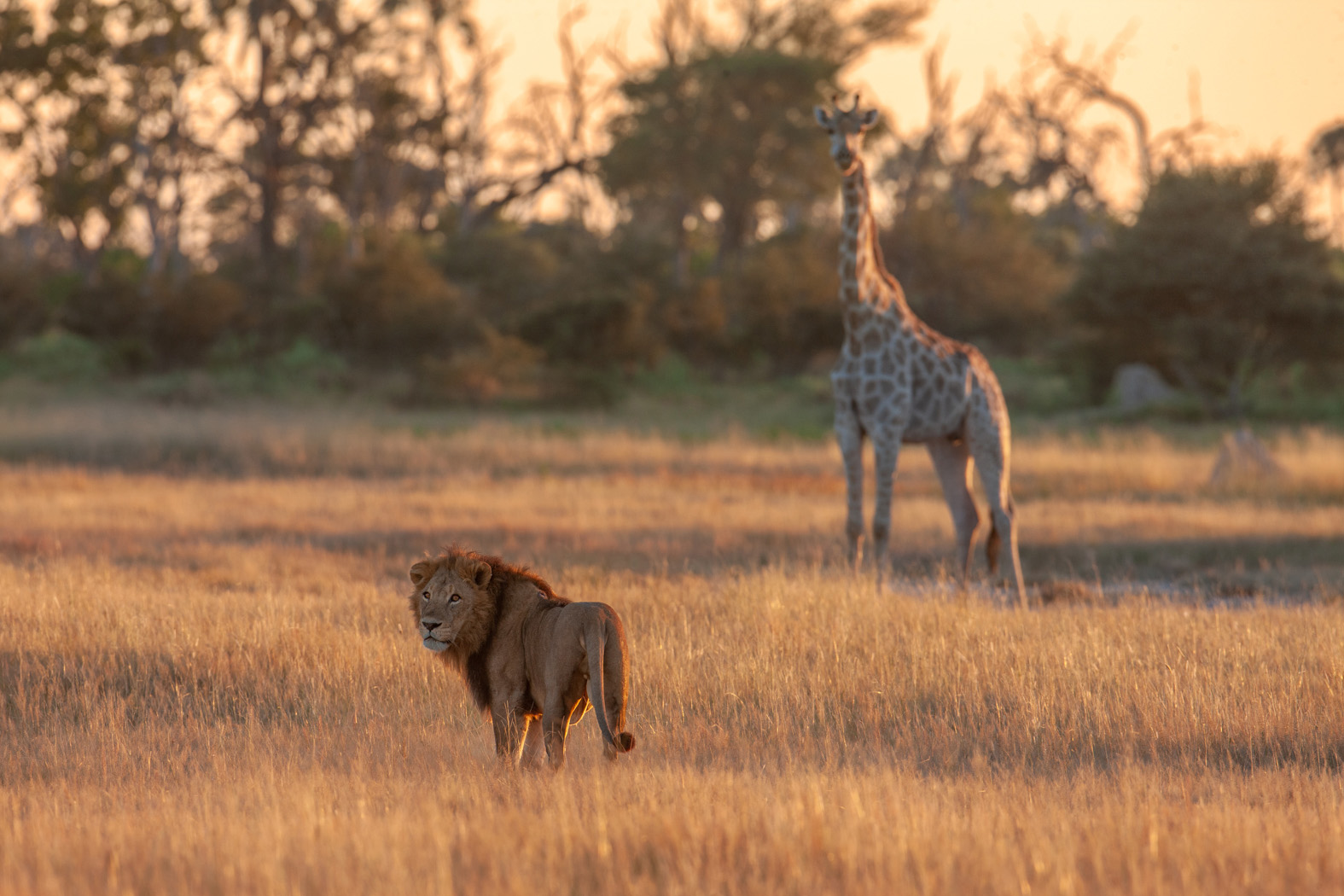 Wilderness Chitabe Botswana Lion and Giraffe