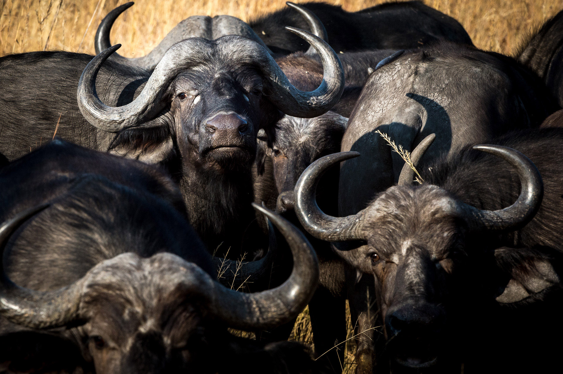 Wilderness Savuti Botswana Wildlife Buffalo