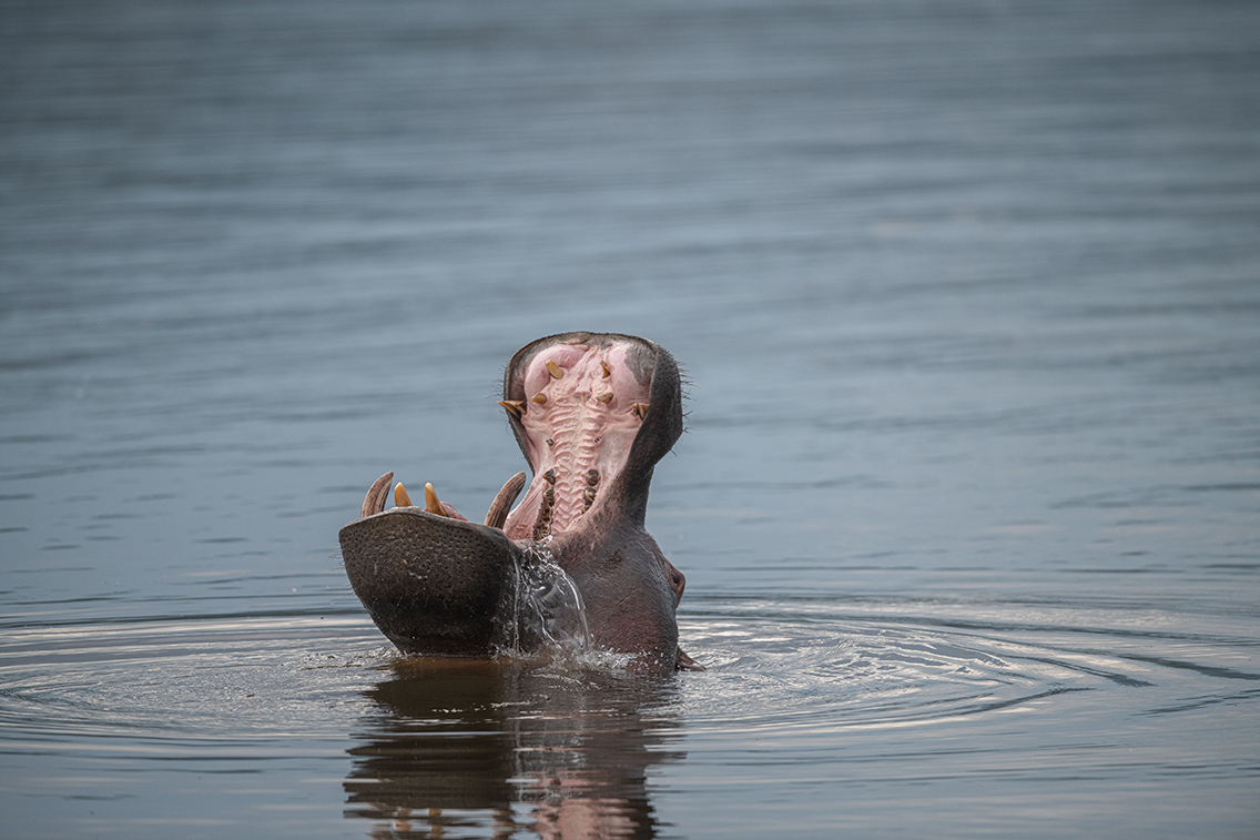 Wilderness Akagera Wildlife Hippo