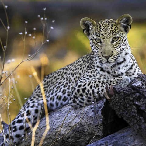 Leopard youngster relaxing on a dead tree