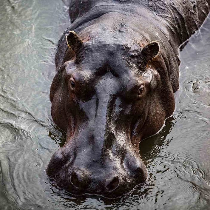 Hippo with head out of water at Wilderness Chikwenya