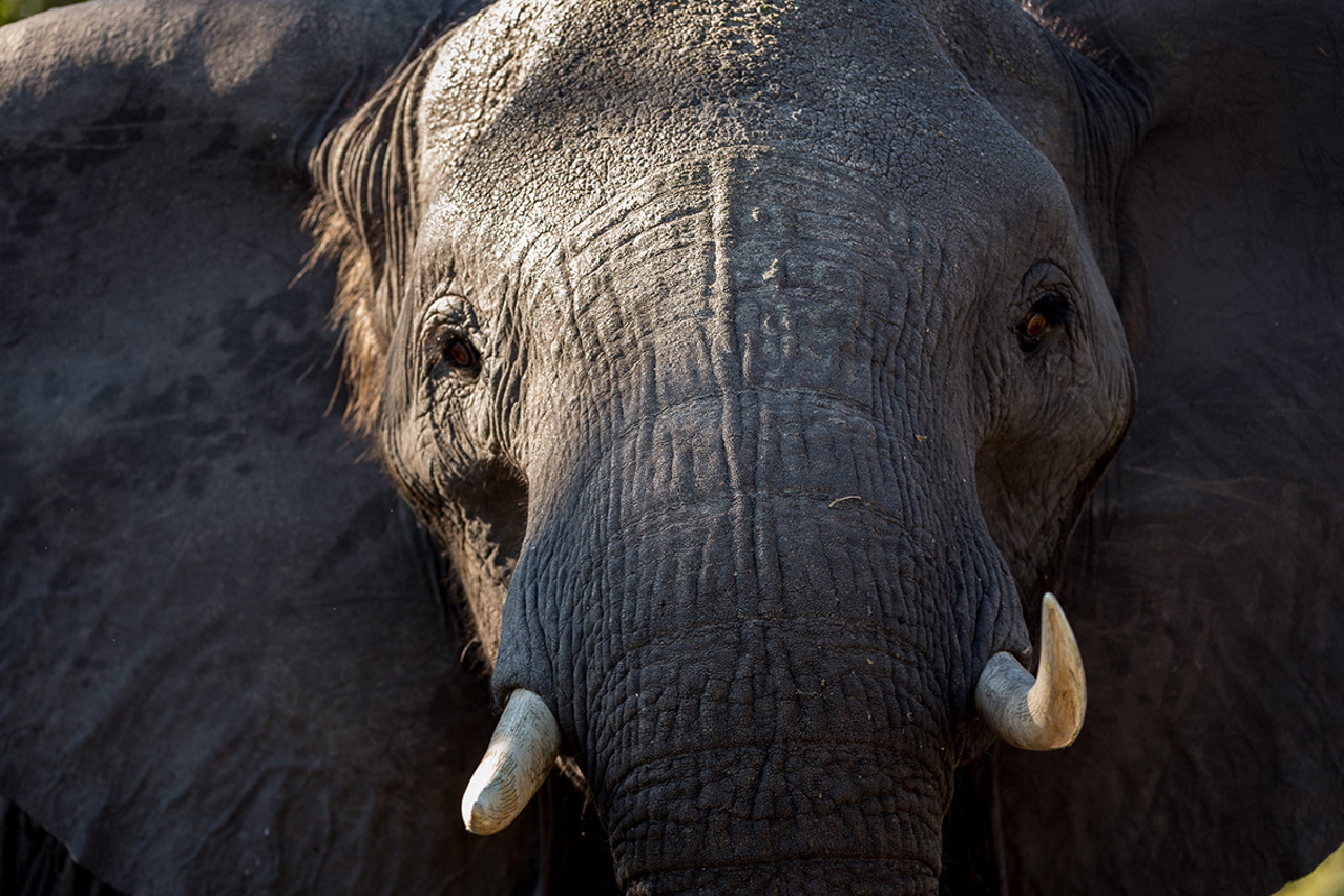 Wilderness Tubu Botswana Wildlife Elephant