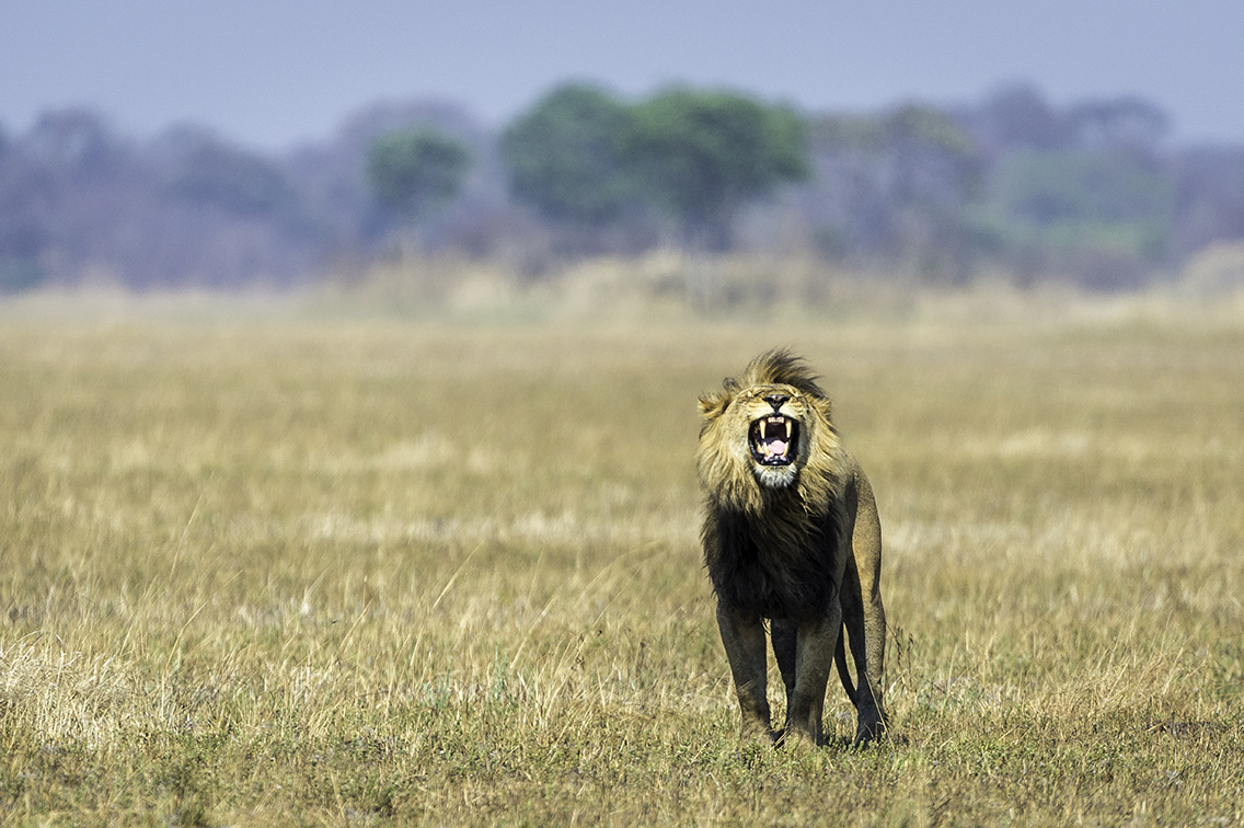 Wilderness Zambia Wildlife Lion