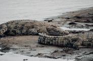 Nile crocodiles make it difficult for the migration to cross the river