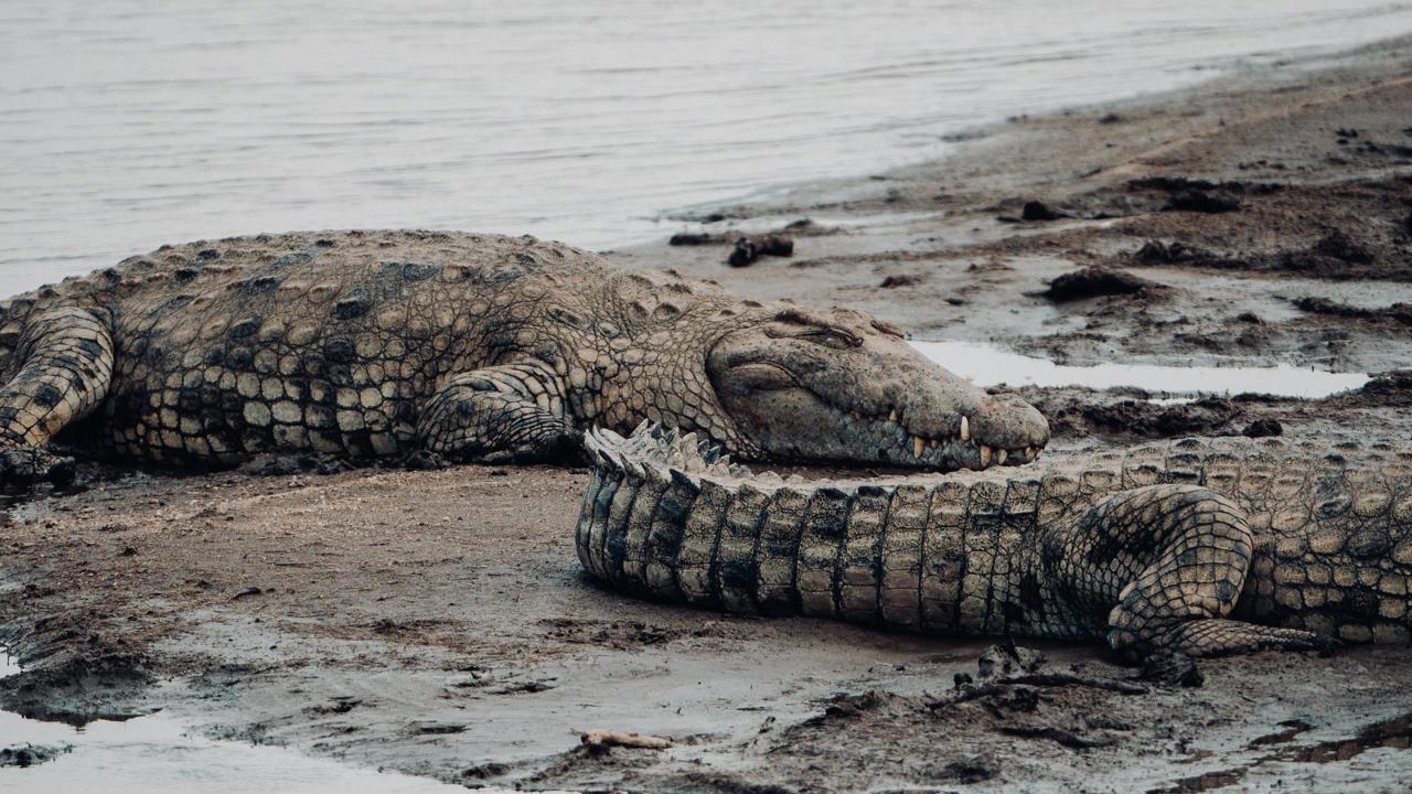 Nile crocodiles make it difficult for the migration to cross the river