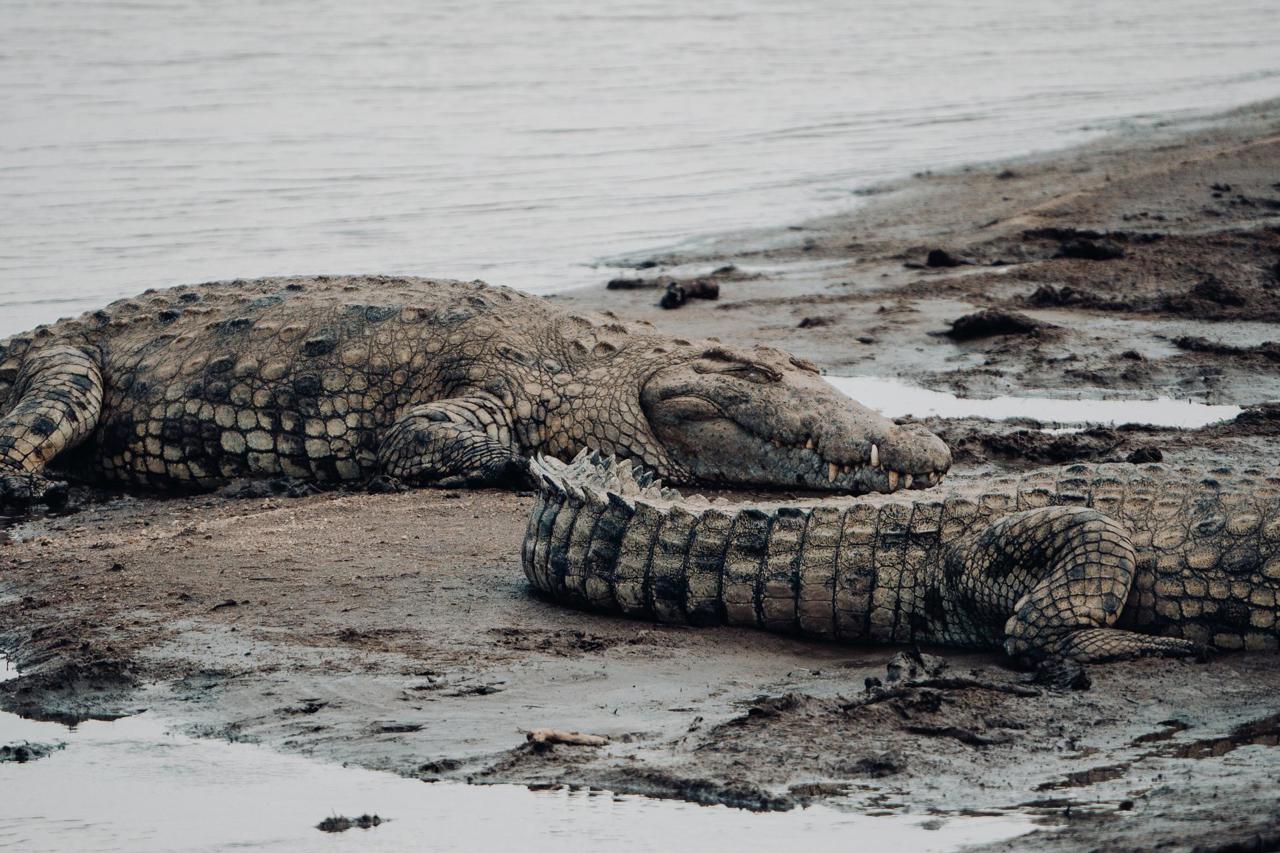 Nile crocodiles make it difficult for the migration to cross the river
