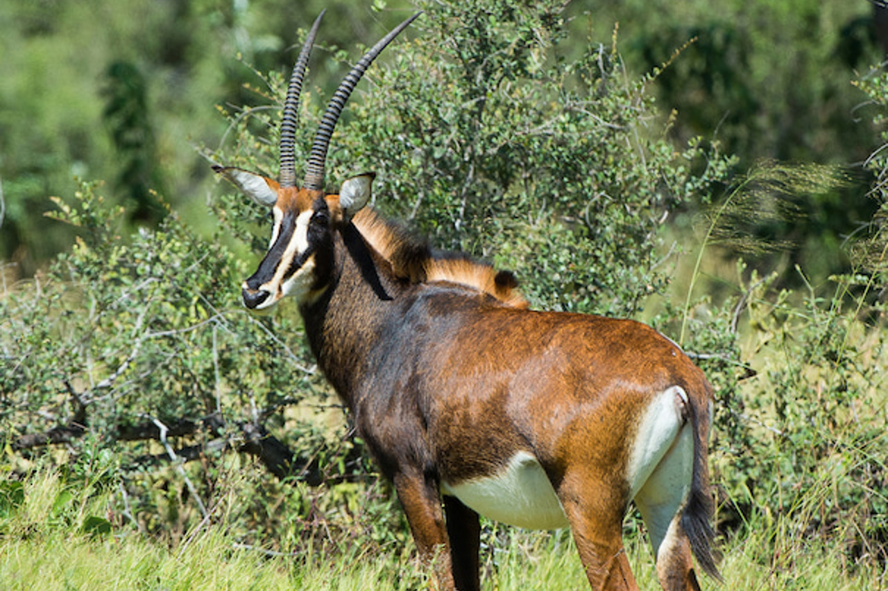 Sable antelope (Hippotragus niger)