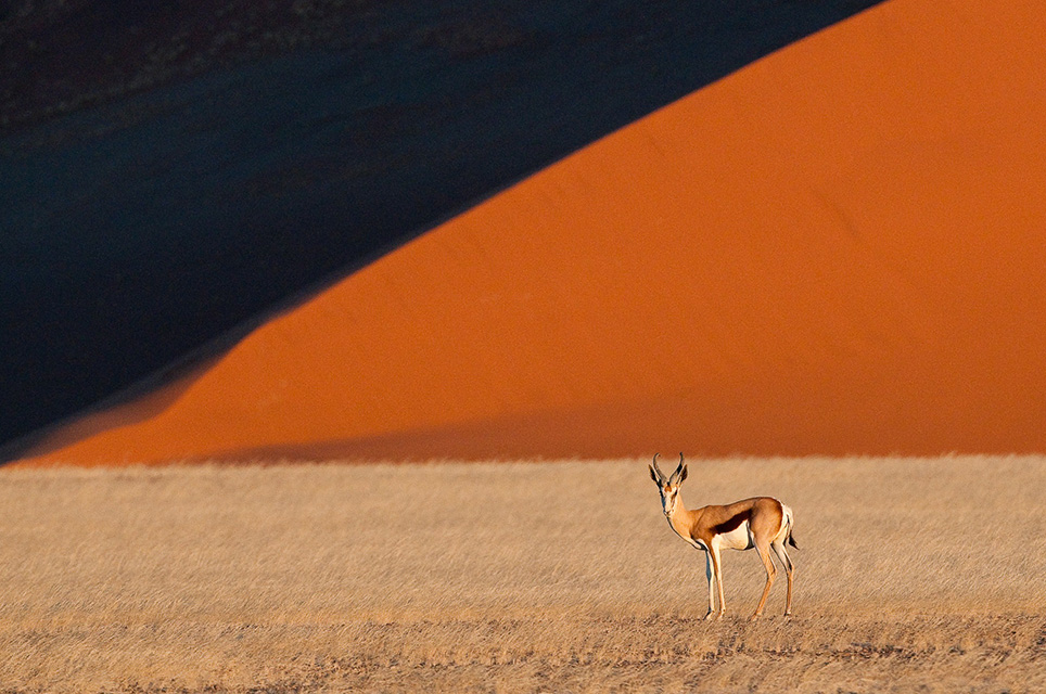 Springbok on Namibia desert dunes safari landscape Wilderness Kulala