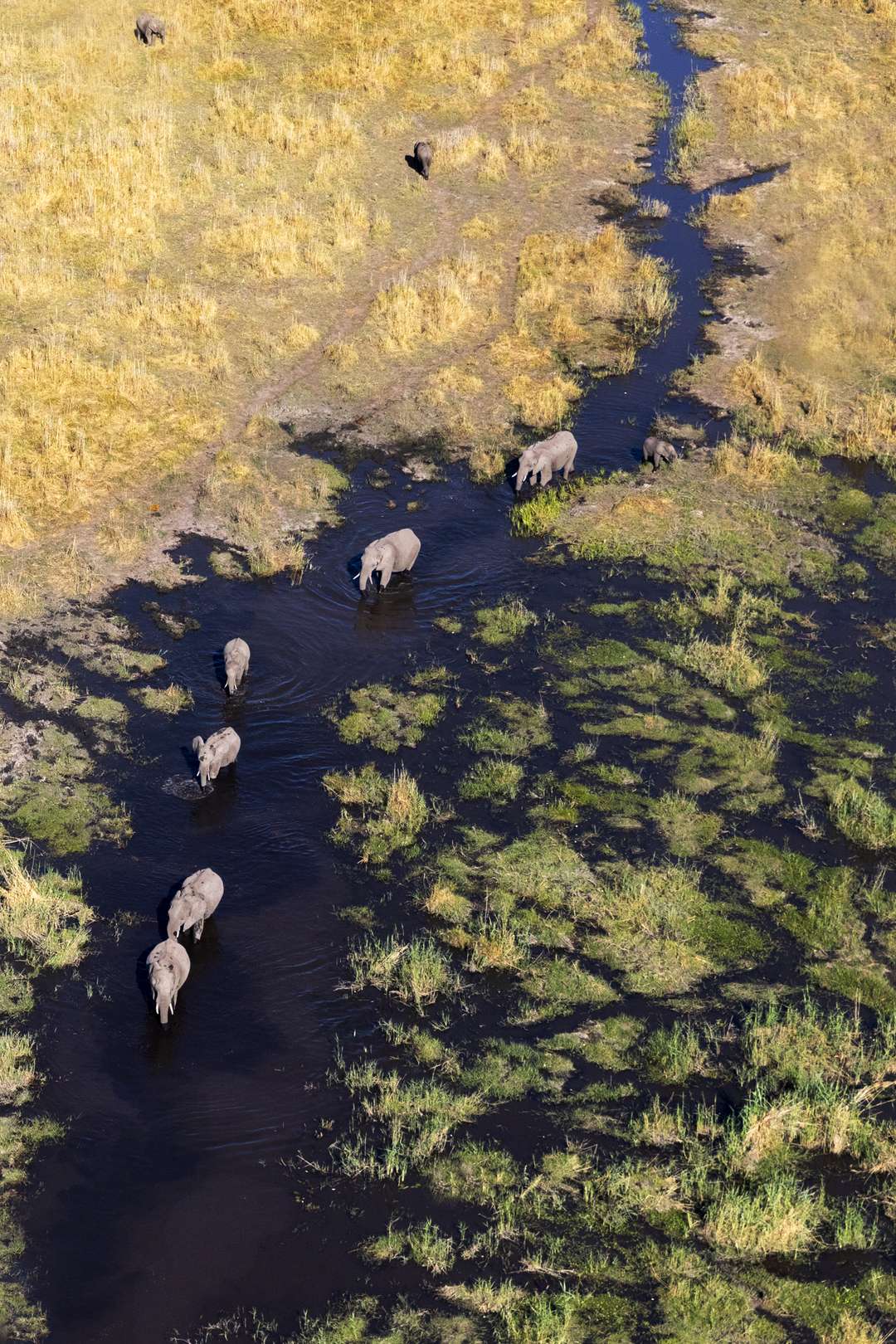 Elephant train taken from a helicopter Botswana