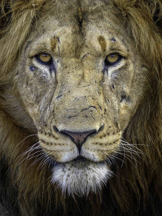 Wilderness Magashi Wildlife Lion